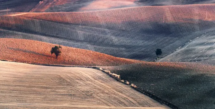 Framed Print : Two trees in the Siena countryside at sunset in summer, Val d Orcia, Tuscany, Italy Framed Print : Two trees in the Siena countryside at sunset in summer, Val d Orcia, Tuscany, Italy
