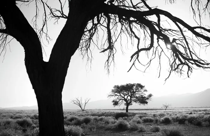 Framed Print : Trees in silhouette, Sossusvlei, Namib Naukluft Park, Namib Desert, Namibia, Africa Framed Print : Trees in silhouette, Sossusvlei, Namib Naukluft Park, Namib Desert, Namibia, Africa