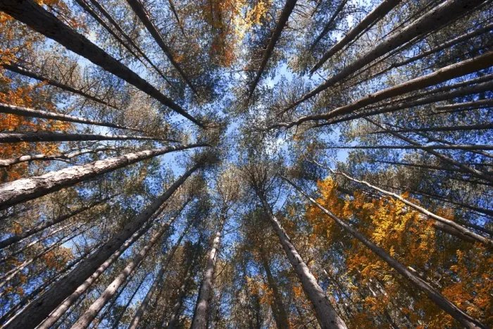 Framed Print : Trees to the sky in autumn, Emilian Apennines, emilia romagna, italy