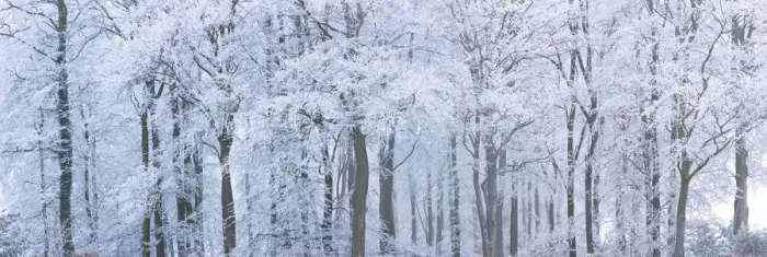 Framed Print : Trees with snow and frost, nr Wotton, Glos, UK Framed Print : Trees with snow and frost, nr Wotton, Glos, UK