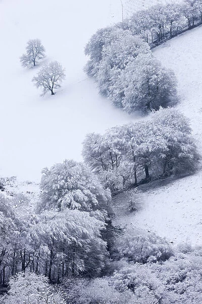Trees in snow at the Punchbowl, Exmoor National Park, Somerset, England. Winter