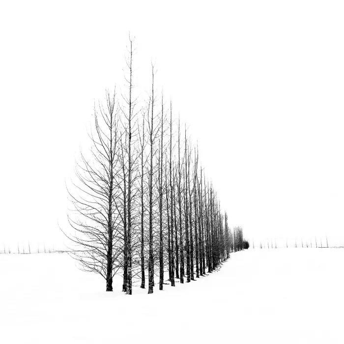 Framed Print : Trees in a snow winter landscape, Haukadalur, Valley, Iceland Framed Print : Trees in a snow winter landscape, Haukadalur, Valley, Iceland