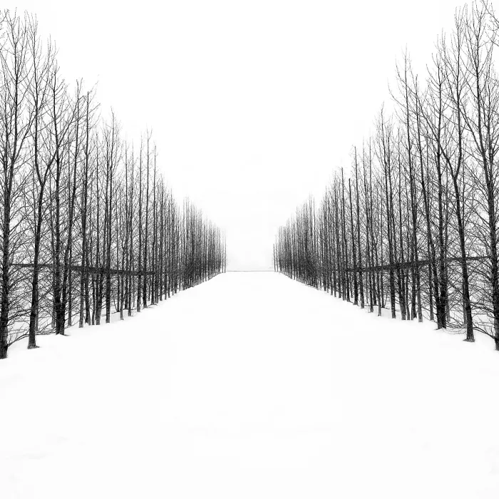 Framed Print : Trees in a snowy winter landscape, Haukadalur, Valley, Iceland Framed Print : Trees in a snowy winter landscape, Haukadalur, Valley, Iceland