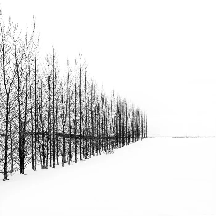 Framed Print : Trees in a snowy winter landscape, Haukadalur, Valley, Iceland