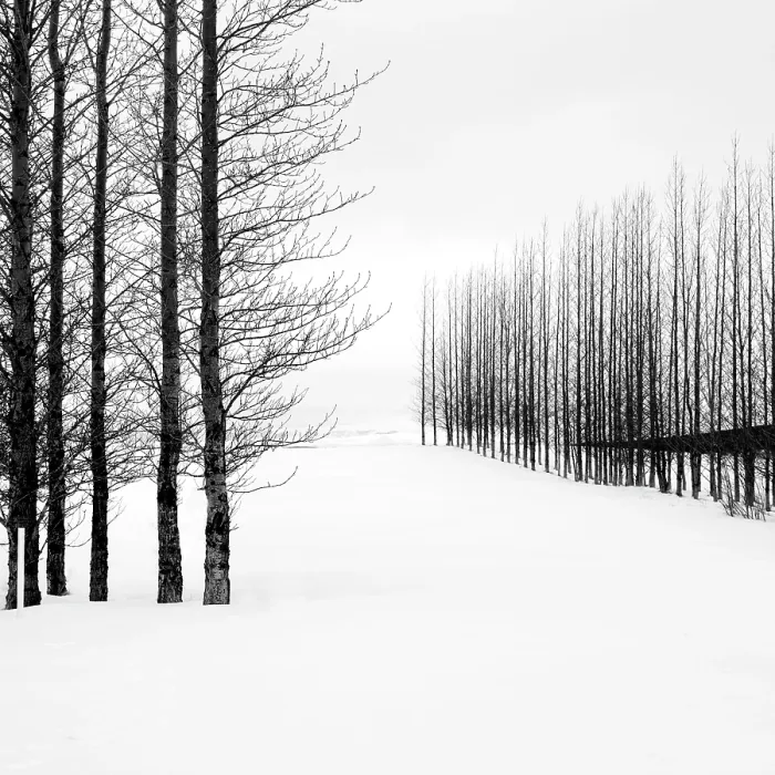 Framed Print : Trees in a snowy winter landscape, Haukadalur, Valley, Iceland Framed Print : Trees in a snowy winter landscape, Haukadalur, Valley, Iceland