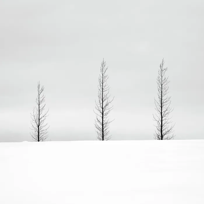 Framed Print : Trees in a snowy winter landscape, Haukadalur, Valley, Iceland