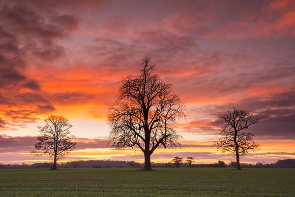 Three Trees at Sunrise, Norfolk, England