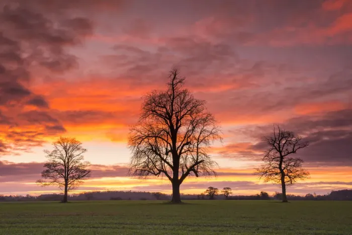 Framed Print : Three Trees at Sunrise, Norfolk, England Framed Print : Three Trees at Sunrise, Norfolk, England