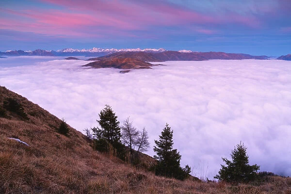 Trees at Sunset from Mount Guglielmo above the Clouds, Brescia province, Lombardy