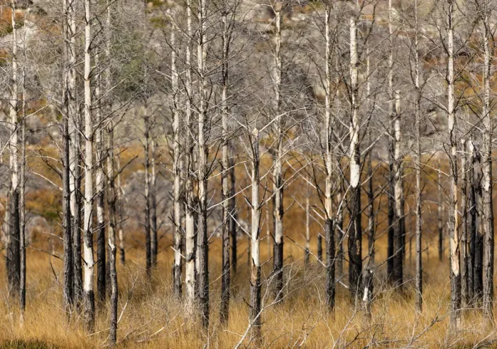 Framed Print : Trees, Wester Ross, Highlands, Scotland Framed Print : Trees, Wester Ross, Highlands, Scotland