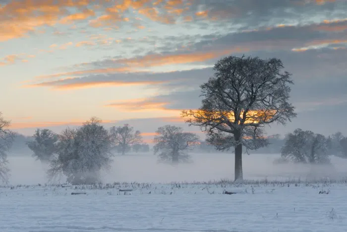 Framed Print : Trees in Winter Mist at Sunset, Norfolk, England Framed Print : Trees in Winter Mist at Sunset, Norfolk, England