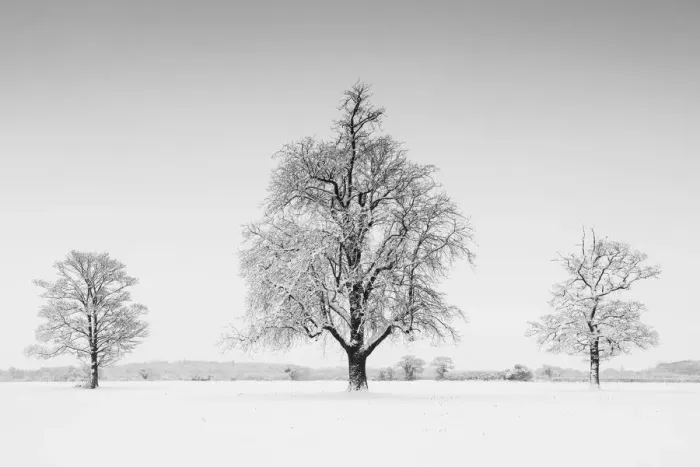 Framed Print : Three Trees in Winter, Norfolk, England Framed Print : Three Trees in Winter, Norfolk, England