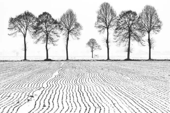 Framed Print : Trees in winterscape in fields of Piedmont, Italy Framed Print : Trees in winterscape in fields of Piedmont, Italy