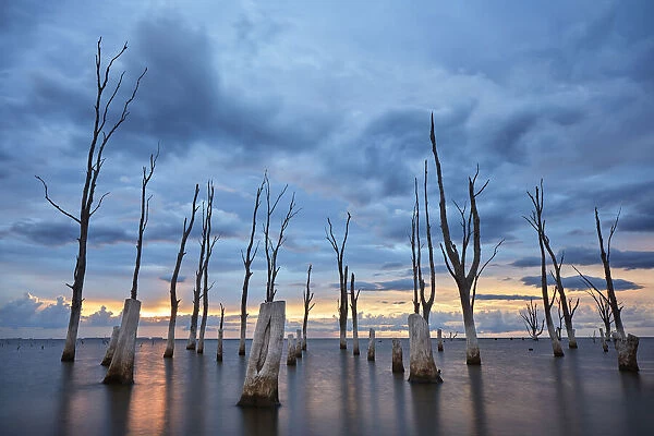 Trees withered by high salinity in Laguna Mar Chiquita (Mar de Ansenuza) at sunset
