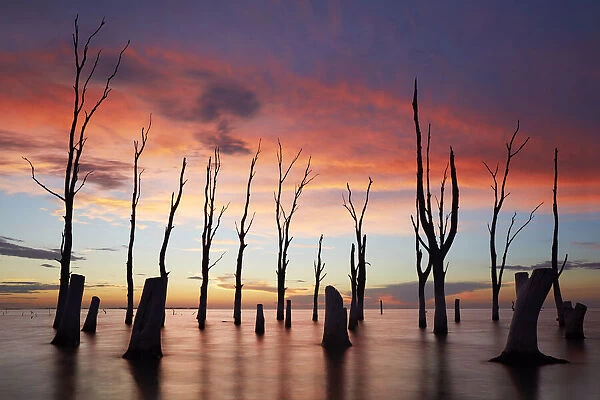 Trees withered by high salinity in Laguna Mar Chiquita (Mar de Ansenuza) at twilight