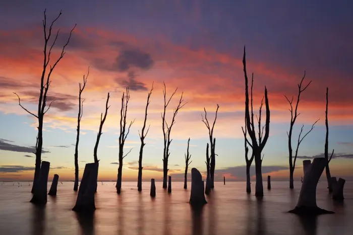Framed Print : Trees withered by high salinity in Laguna Mar Chiquita (Mar de Ansenuza) at twilight