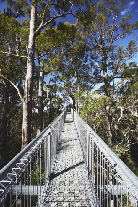 Framed Print : Treetop Walk in Valley of the Giants, Walpole, Western Australia, Australia Framed Print : Treetop Walk in Valley of the Giants, Walpole, Western Australia, Australia