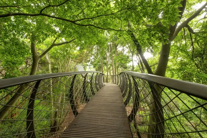 Framed Print : Treetop walkway, Kirstenbosch Botanical Gardens, Cape Town, Western Cape, South Africa Framed Print : Treetop walkway, Kirstenbosch Botanical Gardens, Cape Town, Western Cape, South Africa