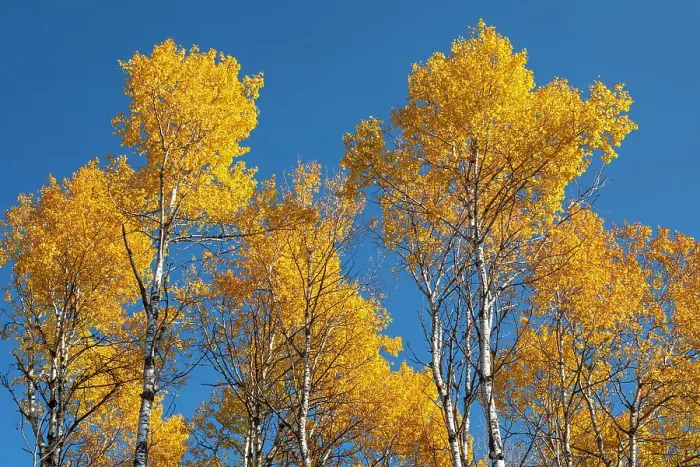 Framed Print : Trembling aspen (Populus tremuloides) in autumn colors, Whiteshell Provincial Park, Manitoba, Canada