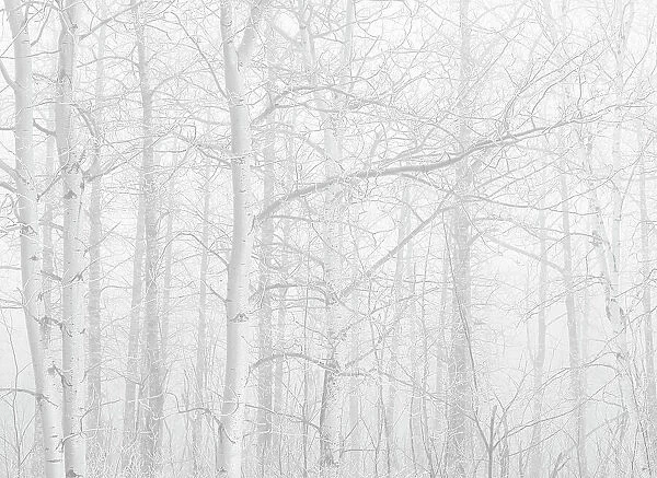 Trembling aspen trees in fog, Riding Mountain National Park, Manitoba, Canada