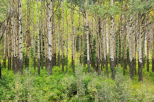 Trembling aspen trees in stand at the Muleshoe Picnic SIte, Banff National Park, Alberta, Canada