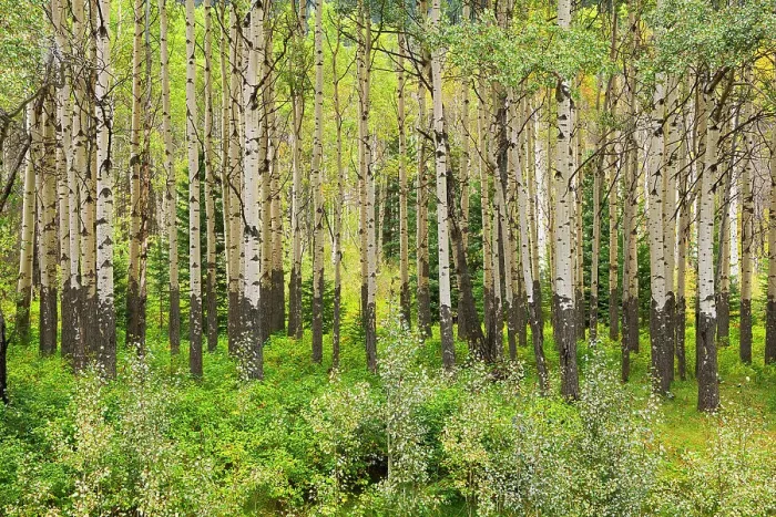 Framed Print : Trembling aspen trees in stand at the Muleshoe Picnic SIte, Banff National Park, Alberta, Canada Framed Print : Trembling aspen trees in stand at the Muleshoe Picnic SIte, Banff National Park, Alberta, Canada