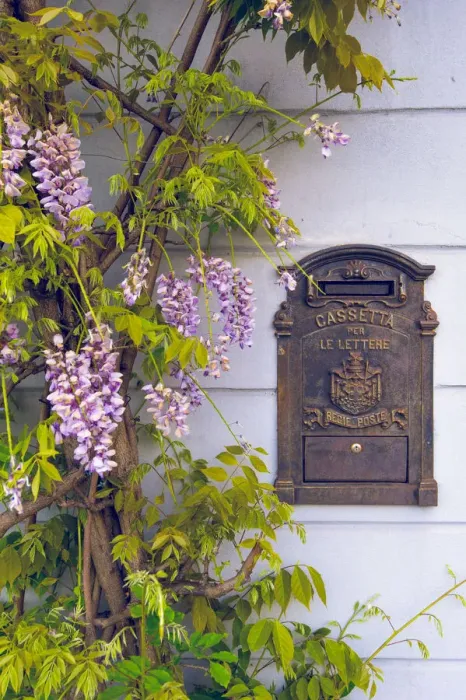 Framed Print : Tremezzo, Como lake, Lombardy, Italy. Wisteria in bloom on a house wall Framed Print : Tremezzo, Como lake, Lombardy, Italy. Wisteria in bloom on a house wall
