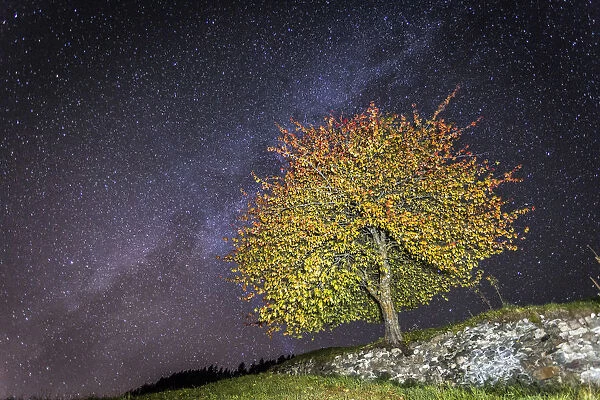 Trentino Alto Adige, Cherry Tree in autumn at night, under the milky way and a sky