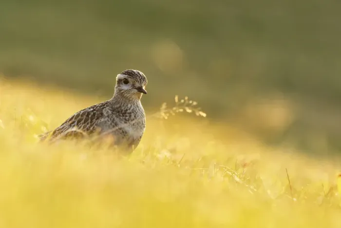 Framed Print : Trentino Alto Adige, Italy. Eurasian dotterel