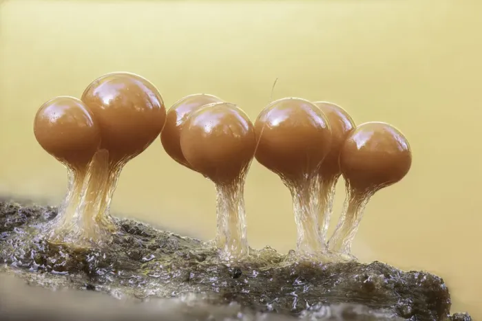 Framed Print : Trichia decipiens (slime mould), focus-stacked, New Forest National Park, Hampshire Framed Print : Trichia decipiens (slime mould), focus-stacked, New Forest National Park, Hampshire