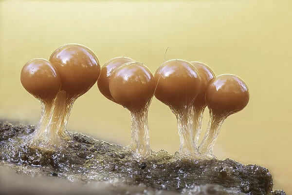 Trichia decipiens (slime mould), focus-stacked, New Forest National Park, Hampshire