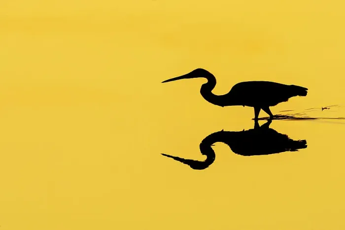 Framed Print : Tricolor Heron (Egretta Tricolor) silhouette. Grand Cayman, Cayman Islands, British West Indies Framed Print : Tricolor Heron (Egretta Tricolor) silhouette. Grand Cayman, Cayman Islands, British West Indies