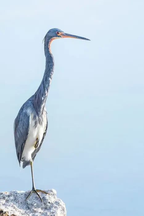 Framed Print : Tricolored Heron (Egretta tricolor), Cayman Brac, Cayman Islands, British West Indies Framed Print : Tricolored Heron (Egretta tricolor), Cayman Brac, Cayman Islands, British West Indies
