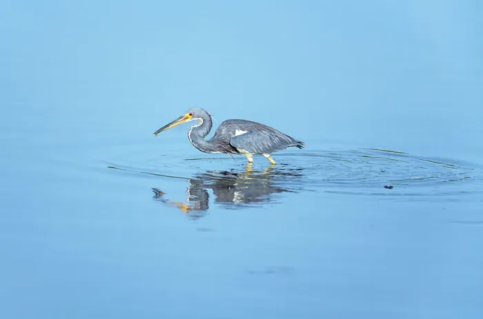 Framed Print : Tricolored heron (Egretta tricolor) looking for food, Sanibel Island, J. N