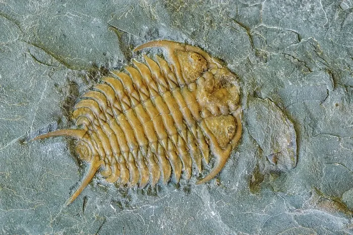 Framed Print : Trilobite Fossil, Ontario, Canada Framed Print : Trilobite Fossil, Ontario, Canada