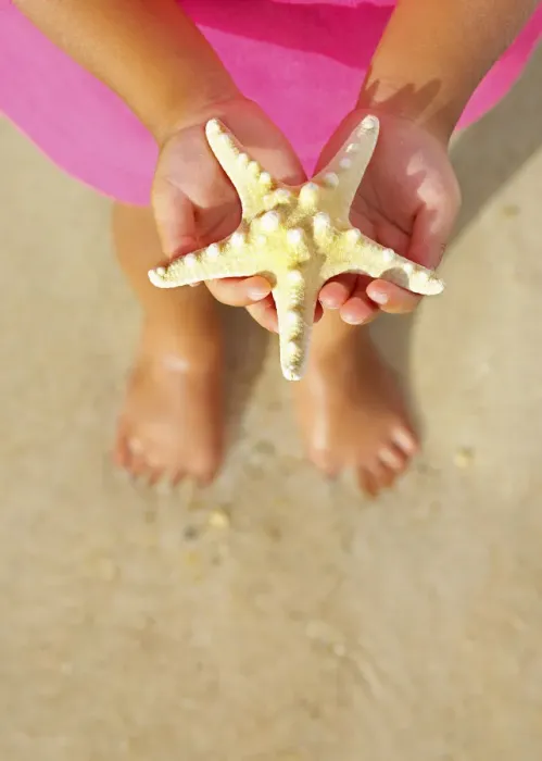 Framed Print : Trinidad and Tobago, Tobago Island, Pigeon Point, Child holding starfish over sand (MR) Framed Print : Trinidad and Tobago, Tobago Island, Pigeon Point, Child holding starfish over sand (MR)