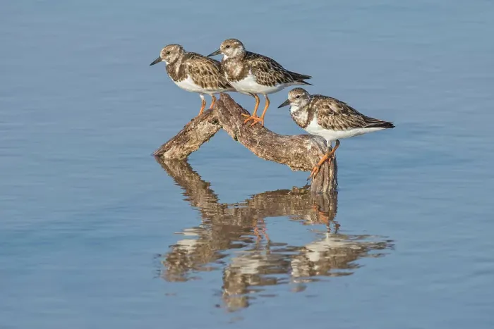 Framed Print : A trio of Ruddy Turnstone (Arenaria interpres), Cayman Brac, Cayman Islands, British West Indies Framed Print : A trio of Ruddy Turnstone (Arenaria interpres), Cayman Brac, Cayman Islands, British West Indies