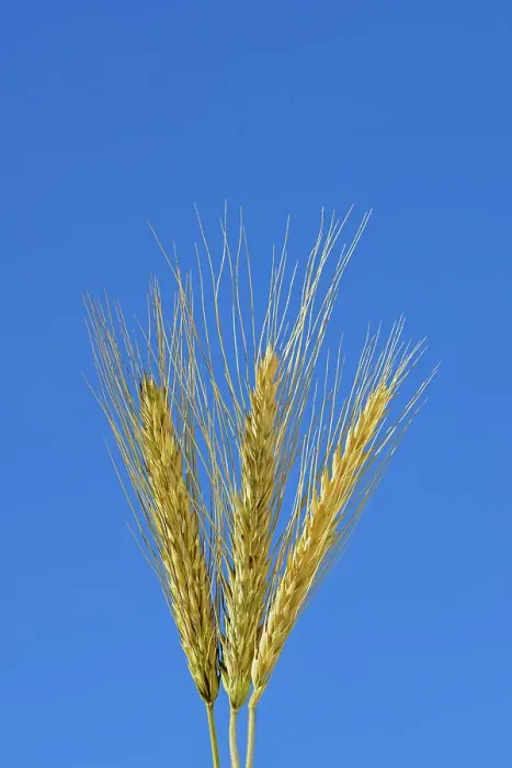 Framed Print : Triticale. Soft wheat Rosenhof, Saskatchewan, Canada Framed Print : Triticale. Soft wheat Rosenhof, Saskatchewan, Canada