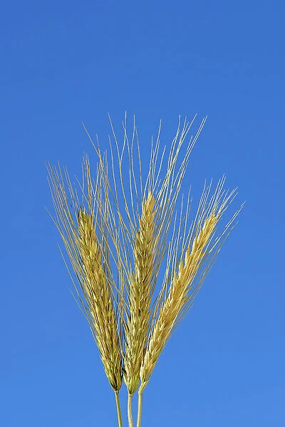 Triticale. Soft wheat Rosenhof, Saskatchewan, Canada