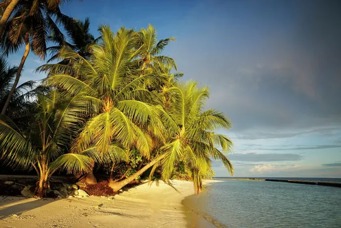 Framed Print : Tropical beach with golden sand and palm trees, North Ari Atoll, the Maldives