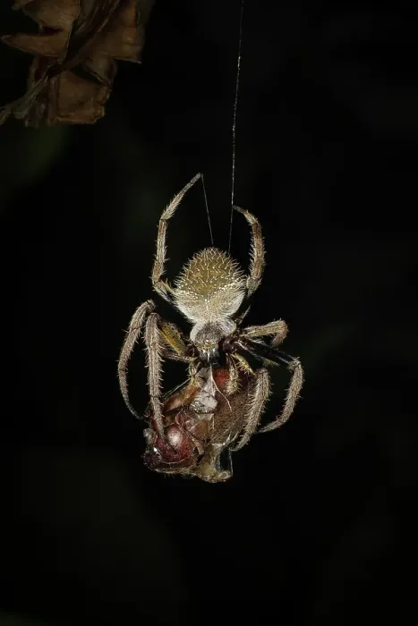 Framed Print : Tropical garden spider (Erophora sp.) feeding on beetle, mid-elevation cloud forest, Costa Rica Framed Print : Tropical garden spider (Erophora sp.) feeding on beetle, mid-elevation cloud forest, Costa Rica