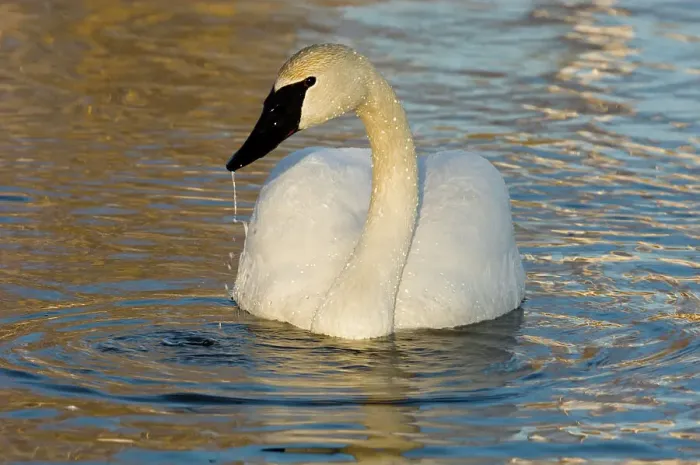 Framed Print : Trumpeter Swan, Cygnus buccinator-, Sudbury, Ontario, Canada Framed Print : Trumpeter Swan, Cygnus buccinator-, Sudbury, Ontario, Canada