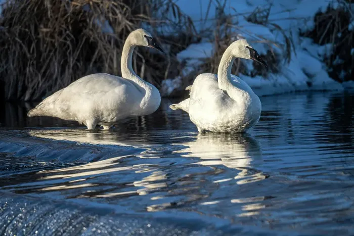 Framed Print : Trumpeter swan (Cygnus buccinator), Greater Sudbury, Ontario, Canada Framed Print : Trumpeter swan (Cygnus buccinator), Greater Sudbury, Ontario, Canada