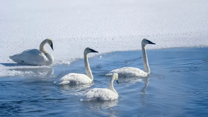 Framed Print : Trumpeter swan (Cygnus buccinator), Yellowstone National Park, Wyoming, USA Framed Print : Trumpeter swan (Cygnus buccinator), Yellowstone National Park, Wyoming, USA