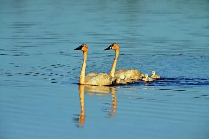 Framed Print : Trumpeter swan (Cygnus buccinator) Adults feeding in pond with young, Seney NWR, Seney, Michigan, USA Framed Print : Trumpeter swan (Cygnus buccinator) Adults feeding in pond with young, Seney NWR, Seney, Michigan, USA