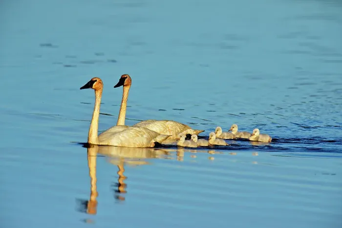 Framed Print : Trumpeter swan (Cygnus buccinator) Adults feeding in pond with young, Seney NWR, Seney, Michigan, USA Framed Print : Trumpeter swan (Cygnus buccinator) Adults feeding in pond with young, Seney NWR, Seney, Michigan, USA