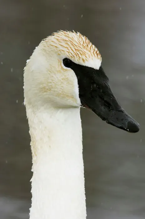 Framed Print : Trumpeter Swan, Cygnus buccinator Overwintering adult portrait, Sudbury- Fielding Park Bird Sanctuary, Ontario, Canada