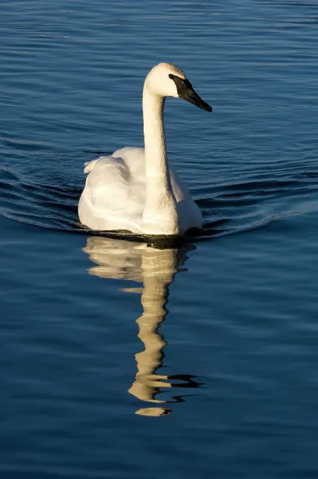 Framed Print : Trumpeter Swan, Cygnus buccinator Overwintering adult swimming in open water, Sudbury- Fielding Park Bird Sanctuary, Ontario, Canada