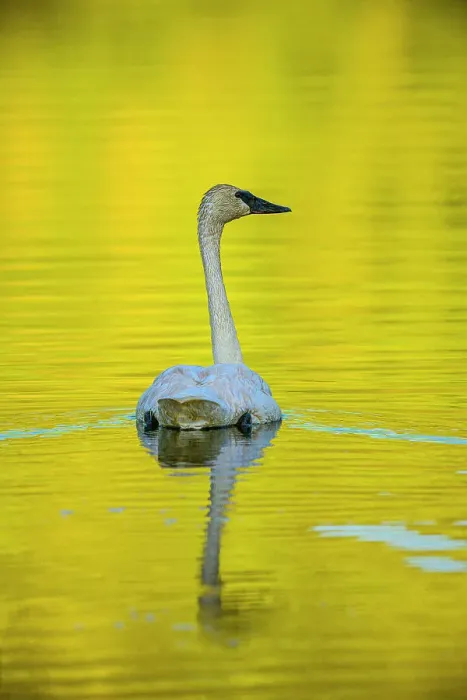Framed Print : Trumpeter swan (Cygnus bucinator) foraging in beaver pond, Toad River RV park, BC British Columbia, Canada Framed Print : Trumpeter swan (Cygnus bucinator) foraging in beaver pond, Toad River RV park, BC British Columbia, Canada