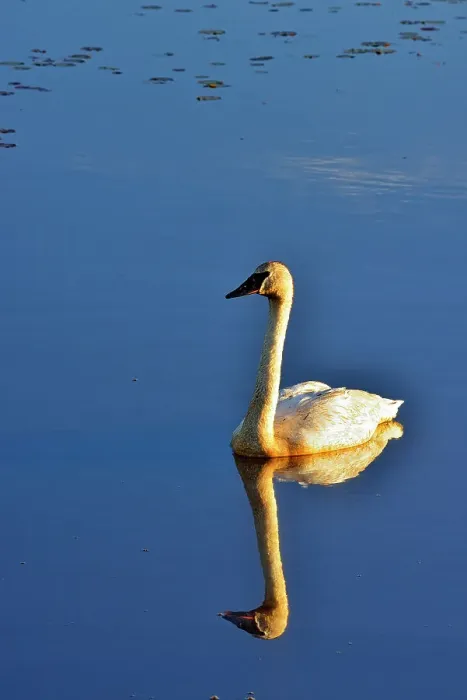 Framed Print : Trumpeter swan in wetland pond, Seney NWR, Seney, Michigan, USA Framed Print : Trumpeter swan in wetland pond, Seney NWR, Seney, Michigan, USA